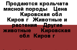 Продаются крольчата мясной породы › Цена ­ 300 - Кировская обл., Киров г. Животные и растения » Другие животные   . Кировская обл.,Киров г.